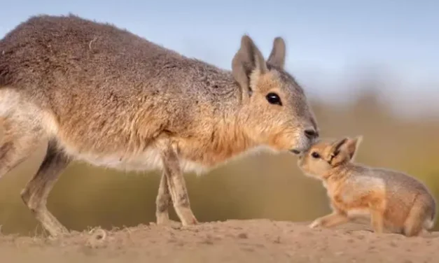 Un viaje al Fin del Mundo que revela una asombrosa diversidad de especies
