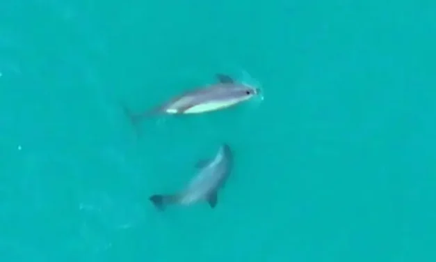 ¡La vaquita marina vive! En 2025, hay entre 7 y 10 ejemplares, se observó a Frida, una hembra embarazada